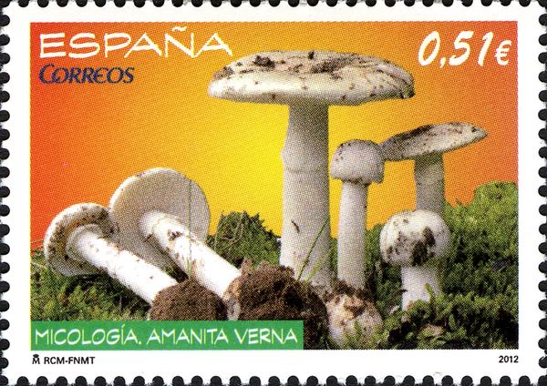 Amanita verna