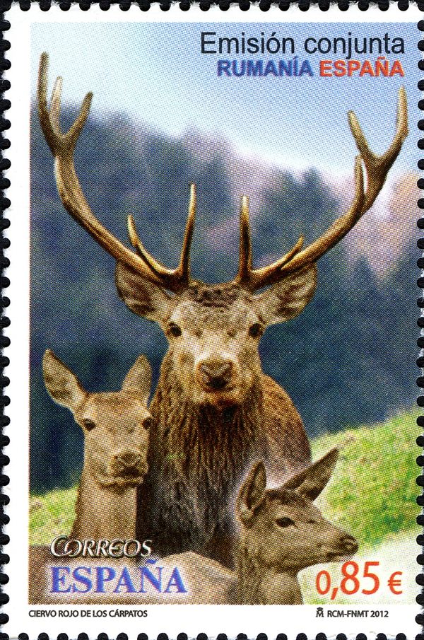 Red Deer (Cervus elaphus)