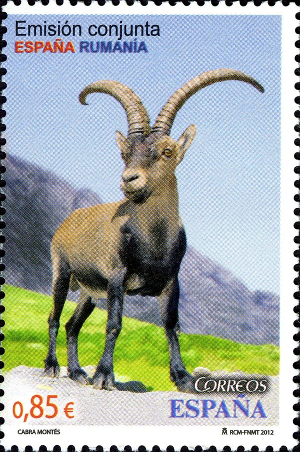 Spanish Ibex (Capra pyrenaica)