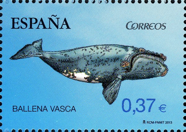 Basque Whale (Eubalaena glacialis)