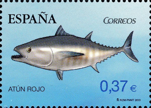 Red Tuna (Thunnus thynnus)