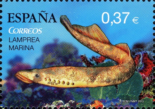 Sea Lamprey (Petromyzon marinus)