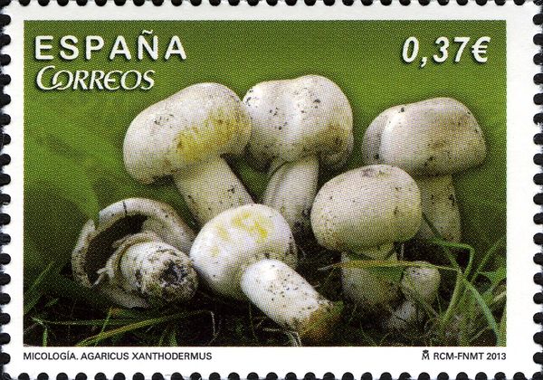 Agaricus xanthodermus