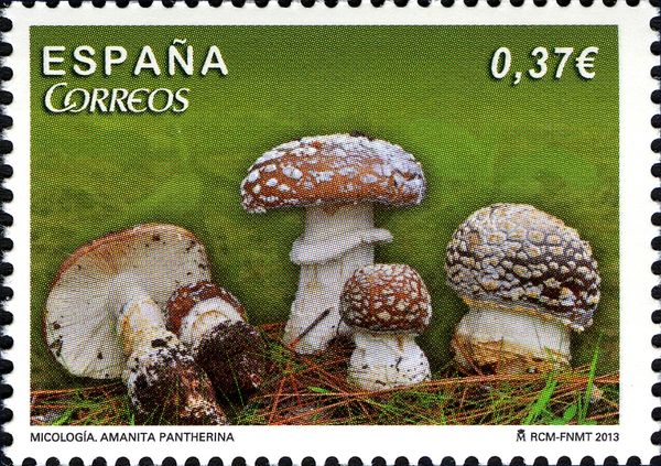 Amanita pantherina