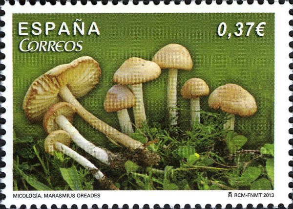 Scotch Bonnet (Marasmius oreades)