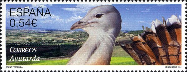 Great Bustard (Otis tarda)