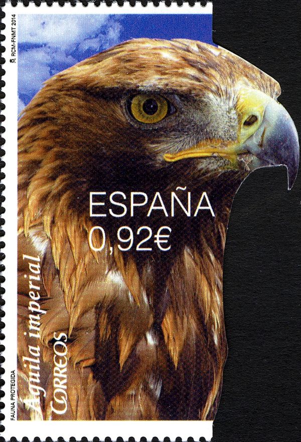 Eastern Imperial Eagle (Aquila heliaca)