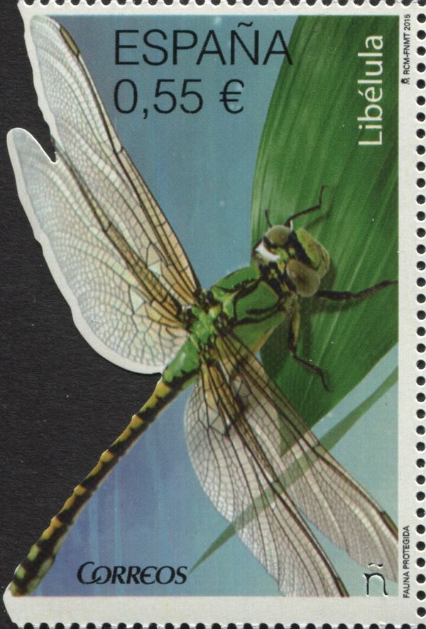 Dragonfly (Anax sp.)