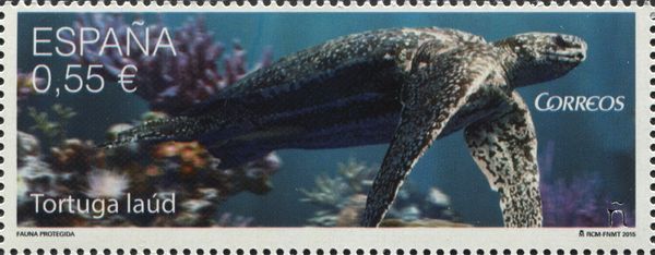 Leatherback Sea-Turtle (Dermochelys coriacea)