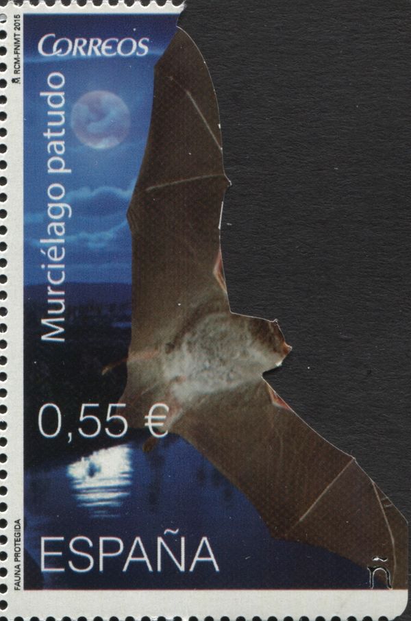 Long-fingered Myotis (Myotis capaccinii)