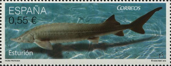 European Sea Sturgeon (Acipenser sturio)
