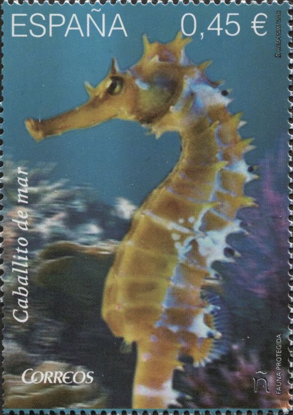 Sea Horse