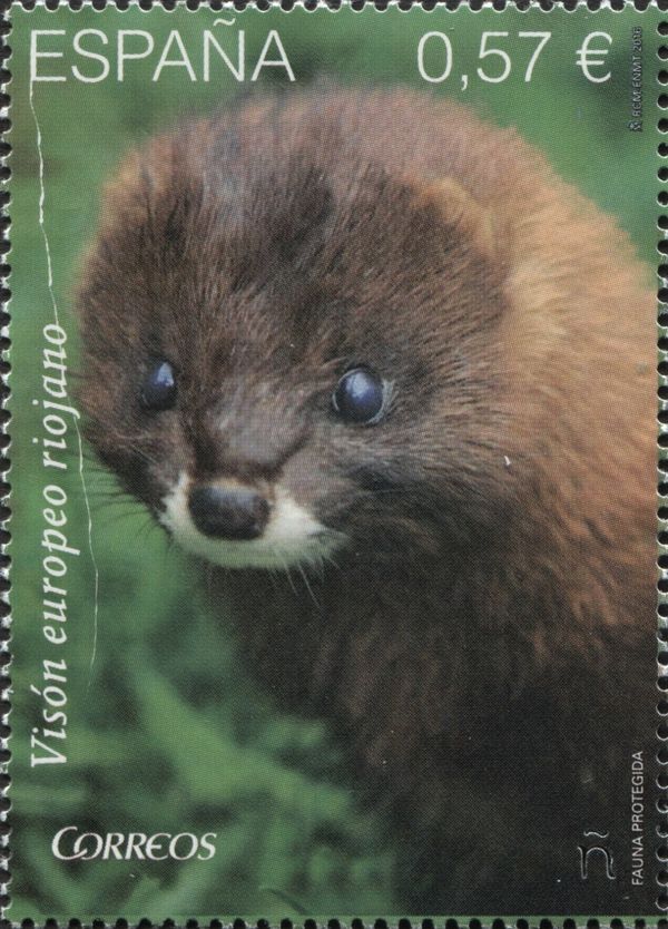 European Mink (Mustela lutreola)