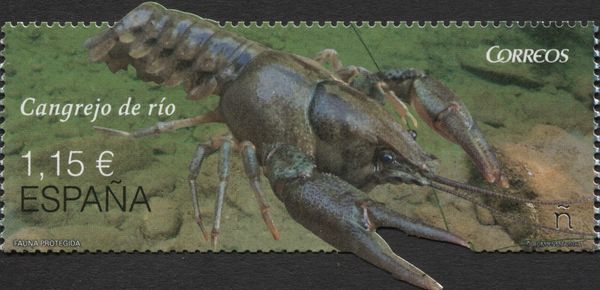 European Crayfish (Astacus astacus)