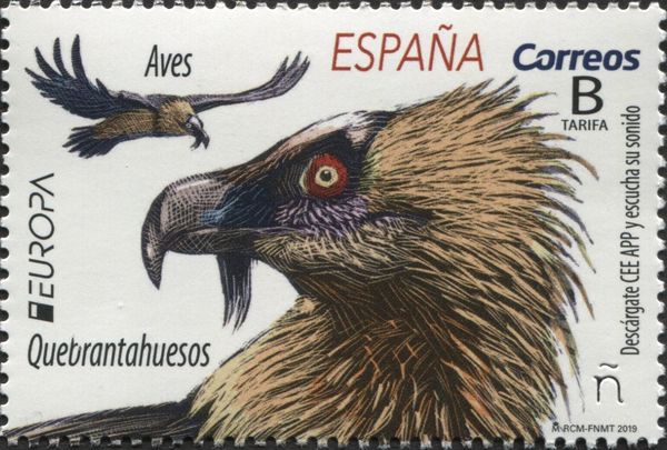 Bearded Vulture (Gypaetus barbatus)