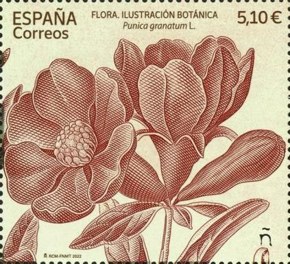 Botanical Illustrations : Pomegranate (Punica grantum L.)