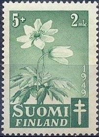 Grove Windflower (Anemone nemorosa)