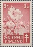 Downy-rose (Rosa villosa var. pomifera)