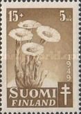 Coltsfoot (Tussilago farfara)