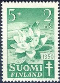 European White Waterlily (Nymphaea alba)