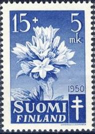 Clustered Bellflower (Campanula glomerata)