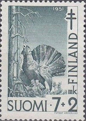Capercaillie (Tetrao urogallus)
