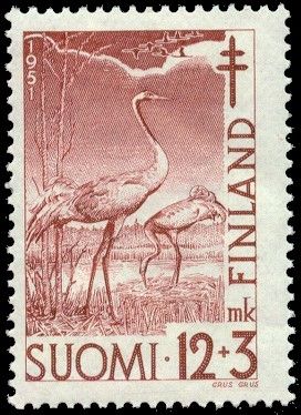 Common Crane (Grus grus)