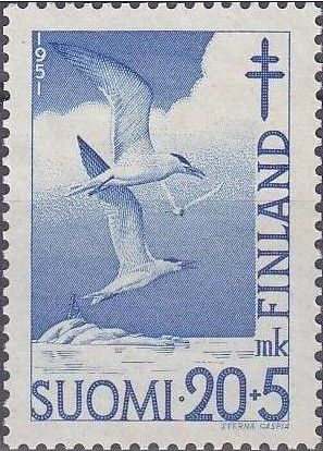 Caspian Tern (Hydroprogne caspia)