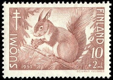 Eurasian Red Squirrel (Sciurus vulgaris)