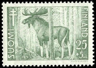 Moose (Alces alces)
