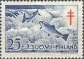 Atlantic Salmon (Salmo salar)