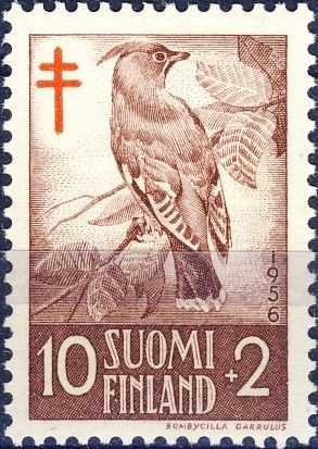 Bohemian Waxwing (Bombycilla garrulus)