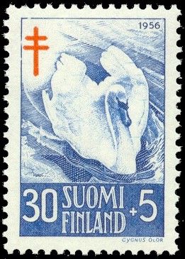 Mute Swan (Cynus olor)