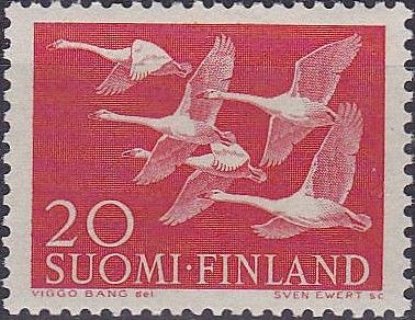 5 Whooper Swans (Cygnus cygnus)