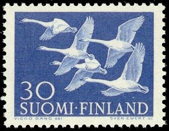 5 Whooper Swans (Cygnus cygnus)