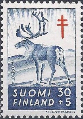 Reindeer (Rangifer tarandus)