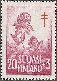Red Clover (Trifolium pratense)