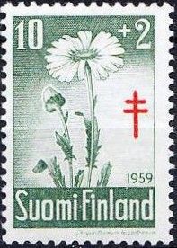 Oxeye Daisy (Chrysanthemum leucanthemum)