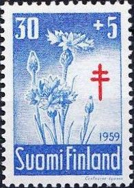 Cornflower (Centaurea cyanus)