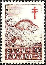 Muskrat (Ondatra zibethicus)