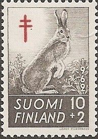 European Hare (Lepus europaeus)