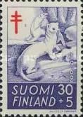 Ermine (Mustela erminea)