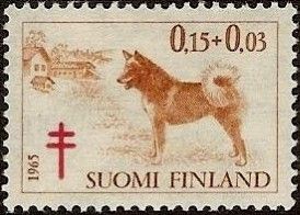 Finnish Spitz (Canis lupus familiaris)