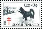 Karelian Bear Dog (Canis lupus familiaris)
