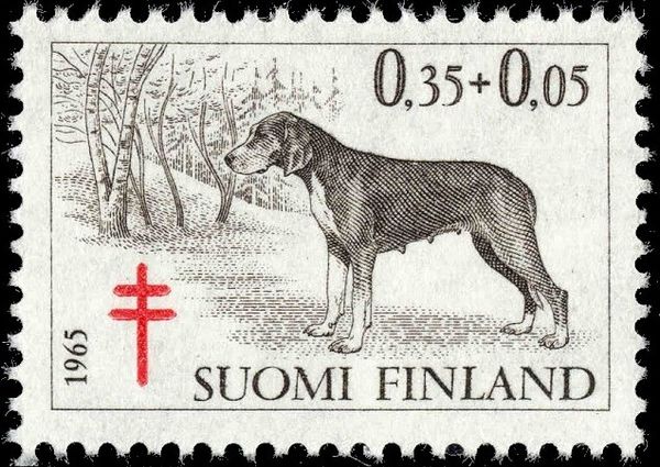 Finnish Flushing Dog (Canis lupus familiaris)