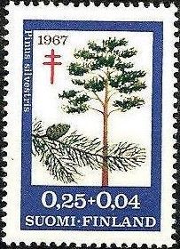Scots Pine (Pinus sylvestris)
