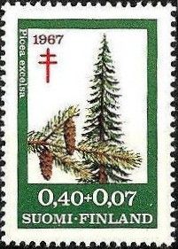 Norway Spruce (Picea abies excelsa)