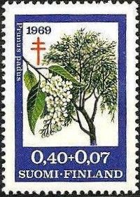 Bird Cherry / Hackberry (Prunus padus)