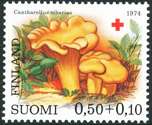 Chantarelle (Cantharellus cibarius)