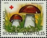 King Bolete (Boletus edulis)